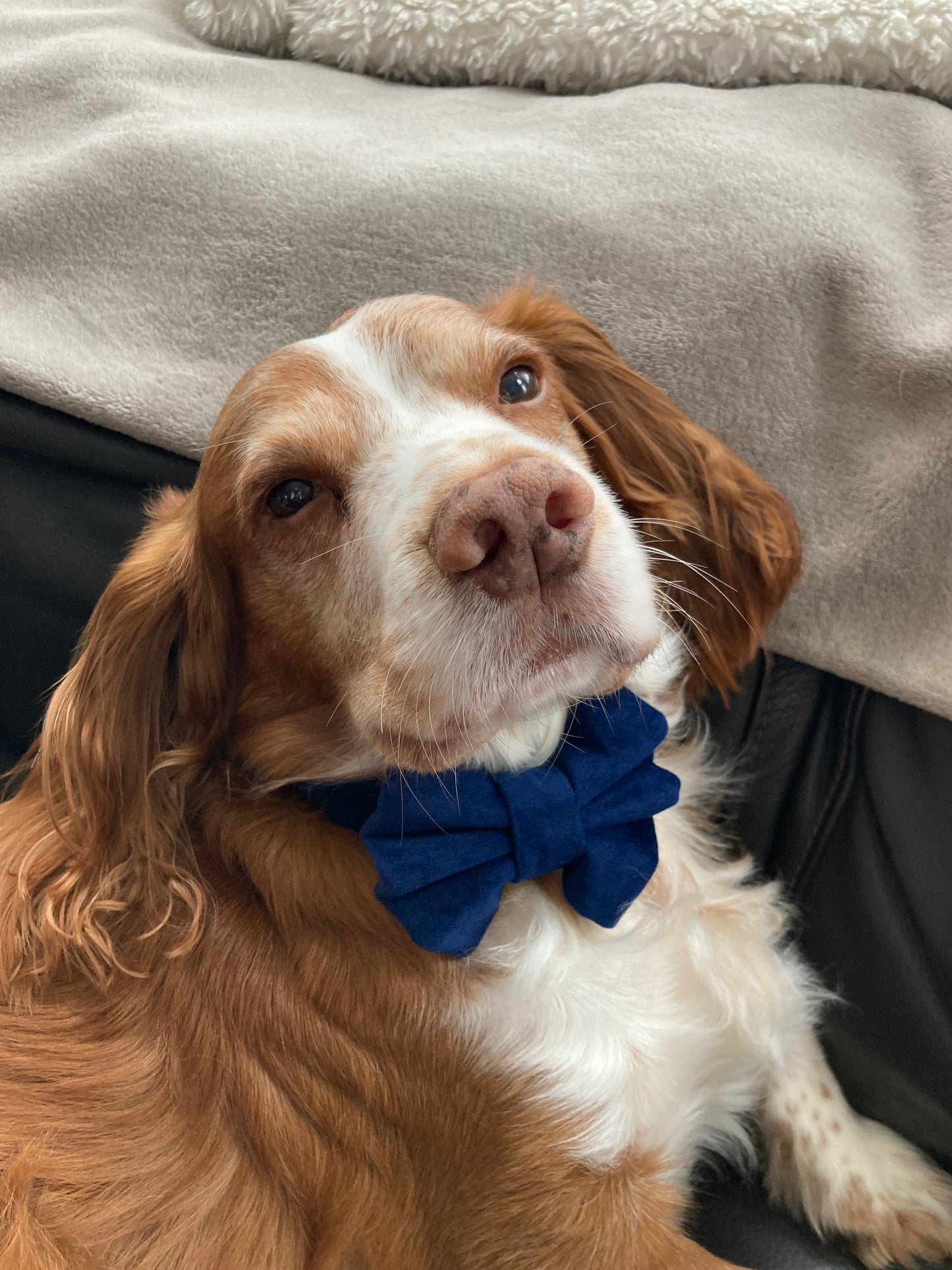 Luxury navy velvet dog bow tie, handmade pet bow tie, matching dog accessories