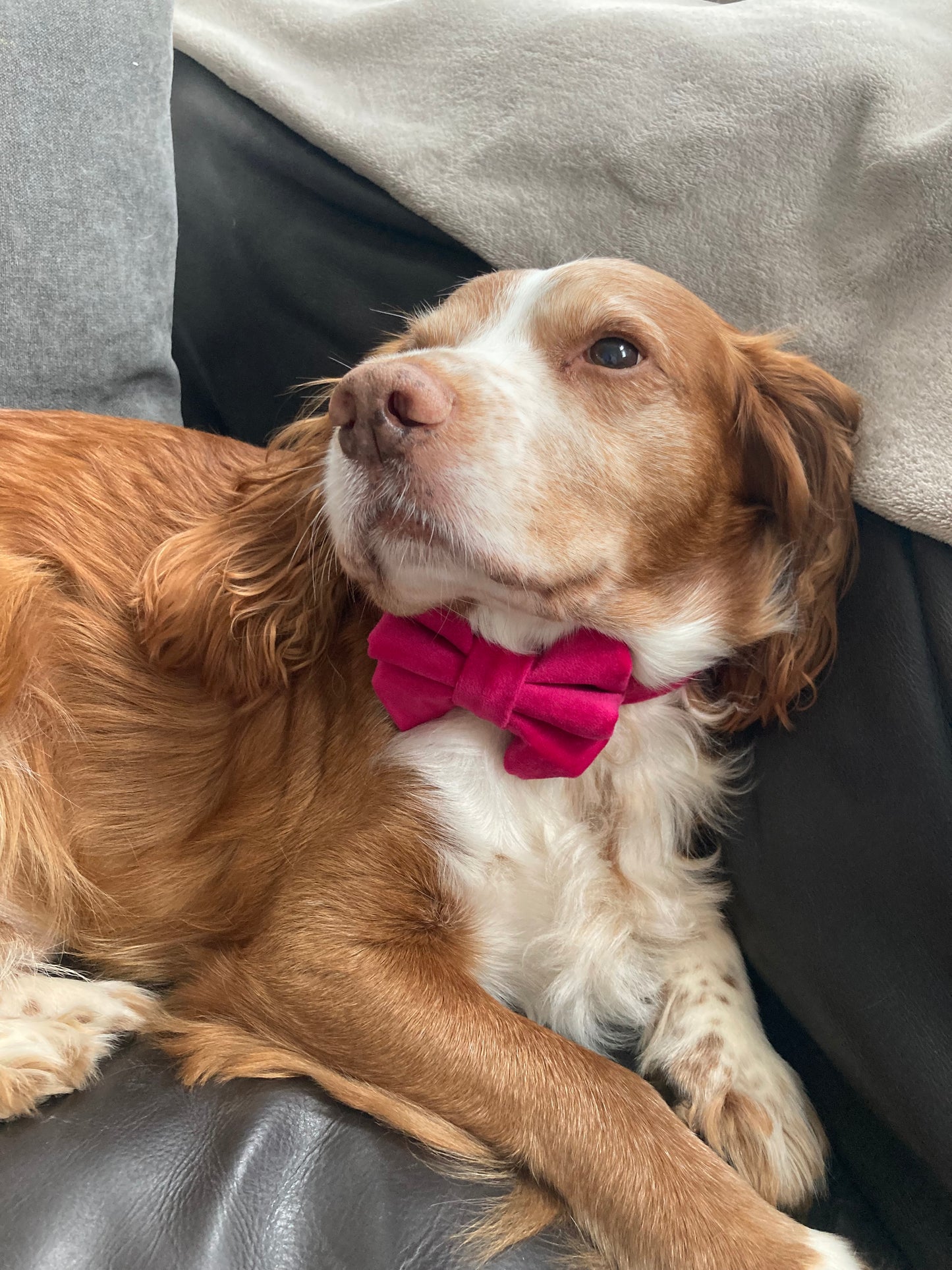 Luxury pink velvet dog bow tie, handmade pet bow tie, matching dog accessories