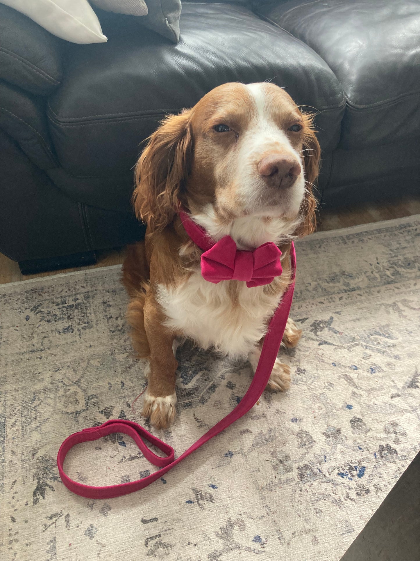 Luxury pink velvet dog collar, handmade, rose-gold hardware, adjustable pet collar, matching dog accessories