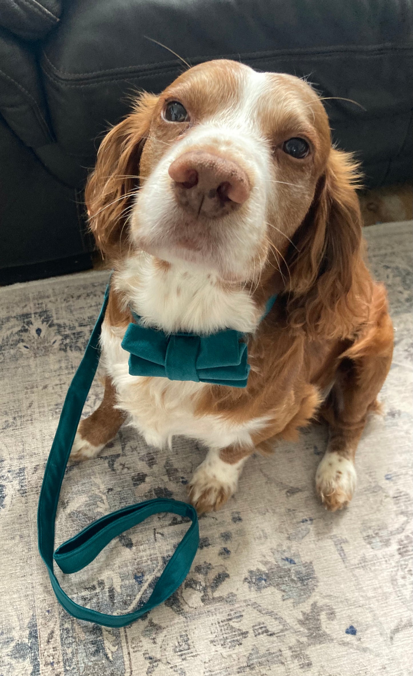 Luxury green velvet dog lead, handmade pet lead, rose-gold hardware, matching dog accessories,