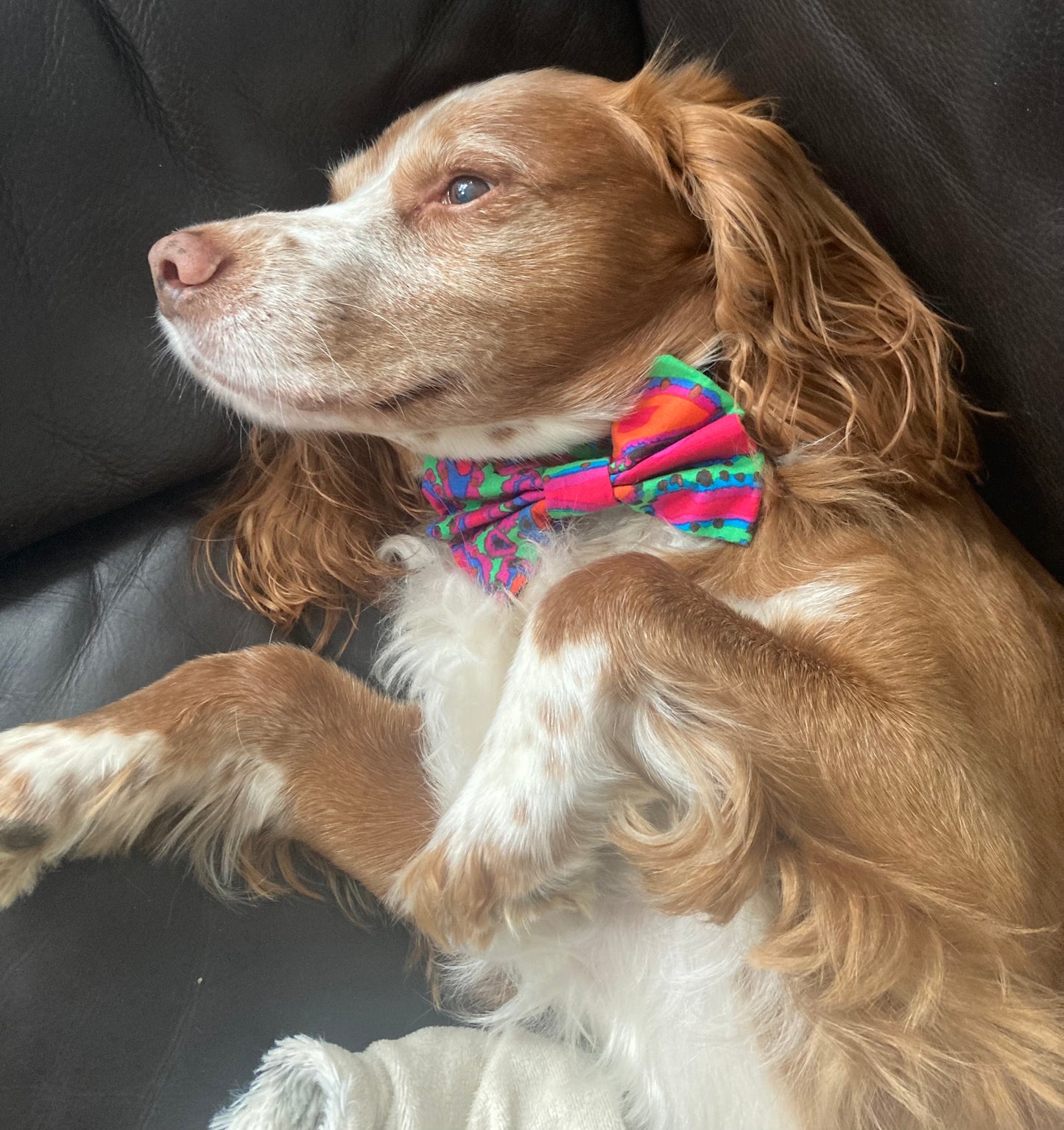 Bright dog bow tie, handmade pet bow tie, designer fabric, matching dog accessories