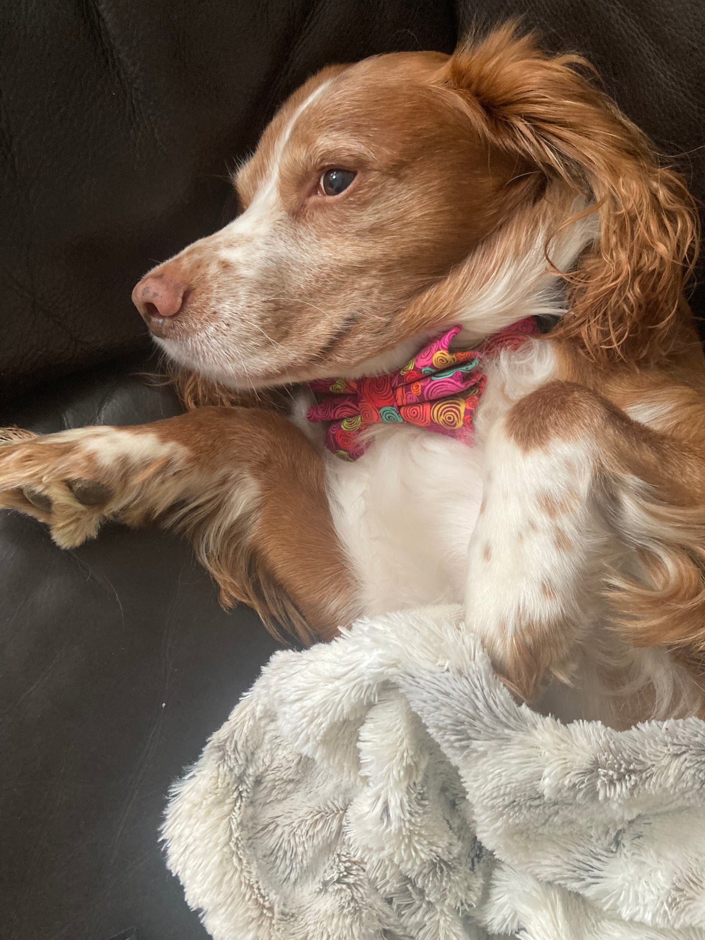 Swirl dog bow tie, handmade dog bow tie, cute bow tie, pet bow tie, dog accessories, matching dog accessories, collar and lead