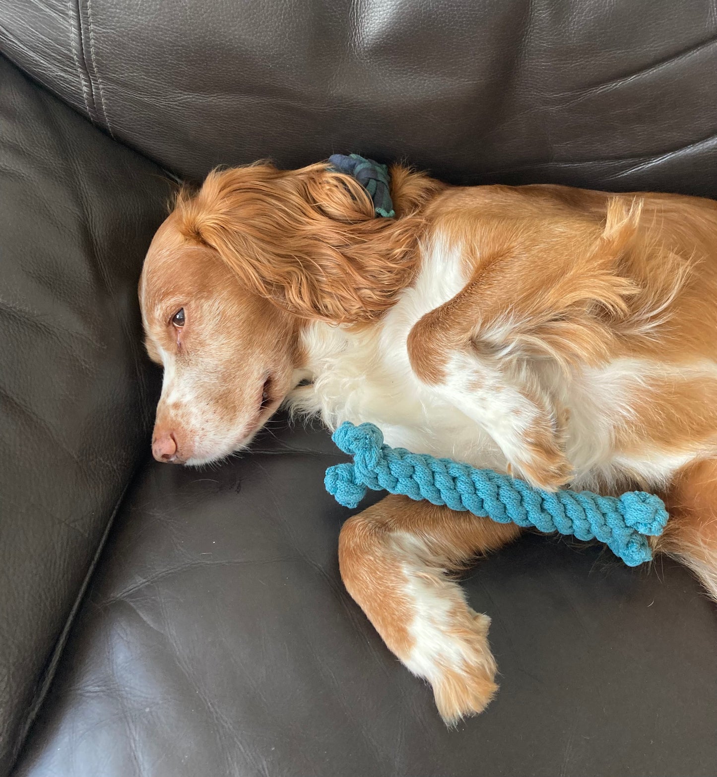 Dog bone tug toy, recycled, eco-friendly, handmade dog toy, pull toy, puppy teething toy
