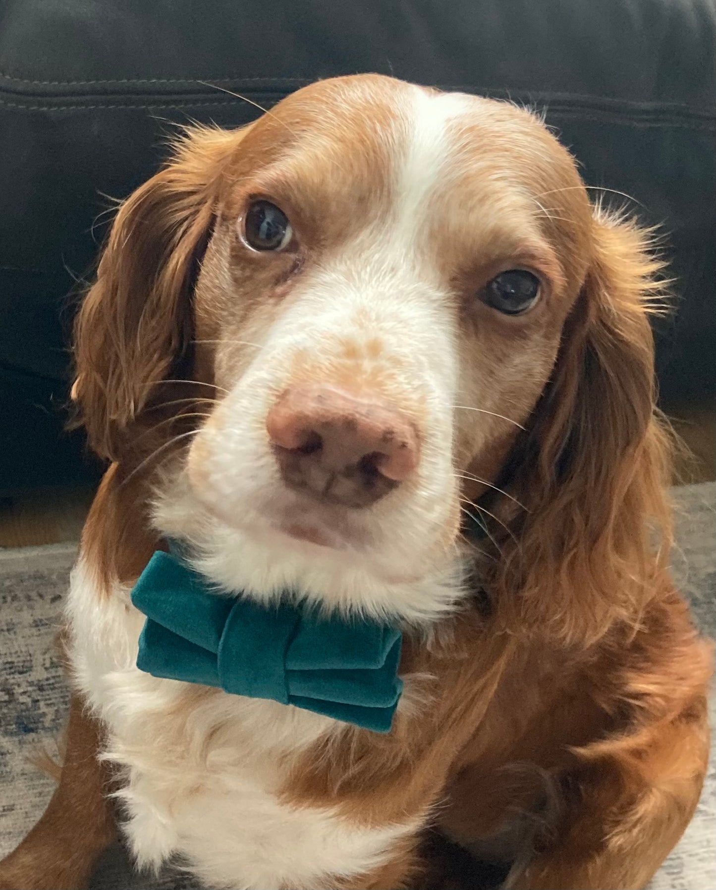 Luxury green velvet dog bow tie, handmade pet bow tie, matching dog accessories