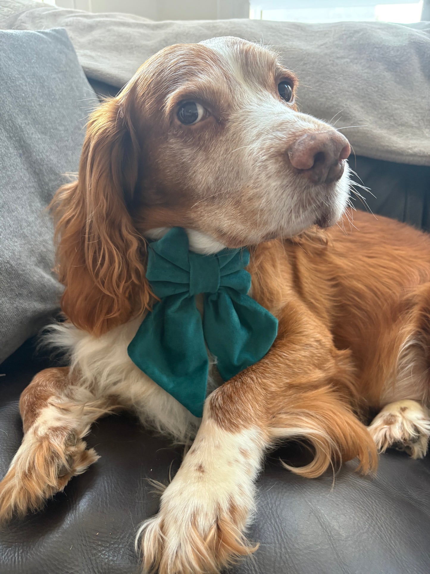 Green Velvet Dog Sailor Bow – Handmade Luxury Dog Collar Accessory
