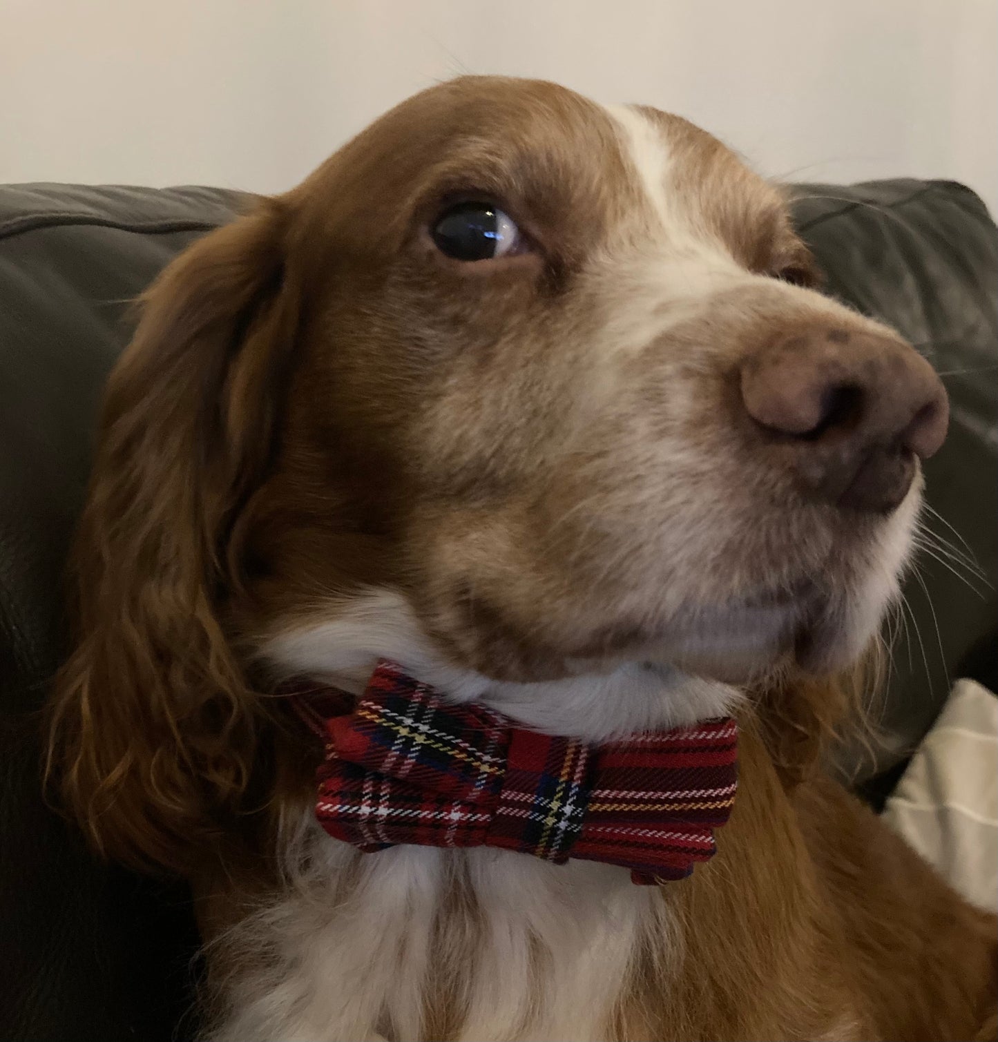 Red Tartan Dog Bow Tie - Handmade Dog Collar Accessory