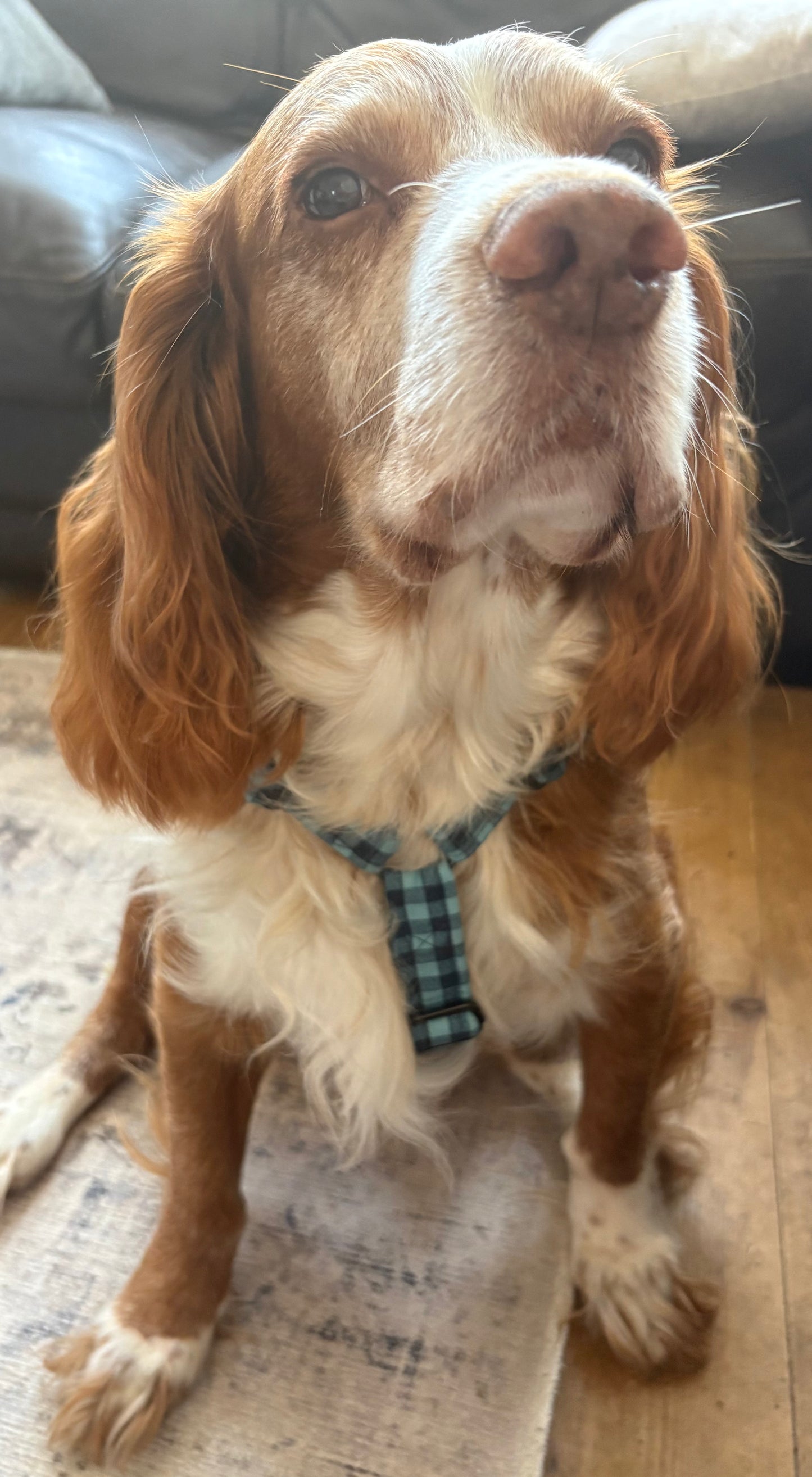 Navy & Teal Check Dog Harness – Handmade Adjustable Y‑Strap Harness