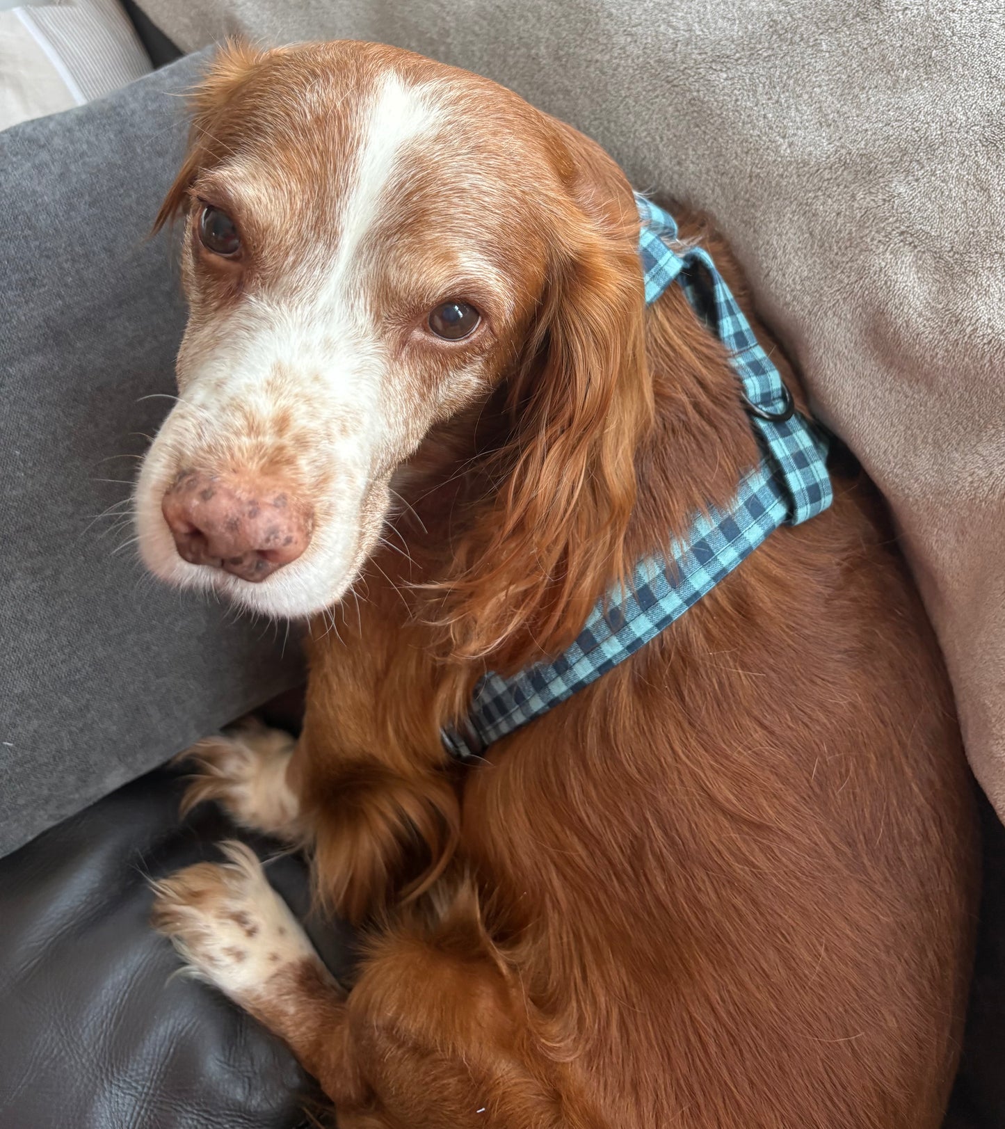 Navy & Teal Check Dog Harness – Handmade Adjustable Y‑Strap Harness