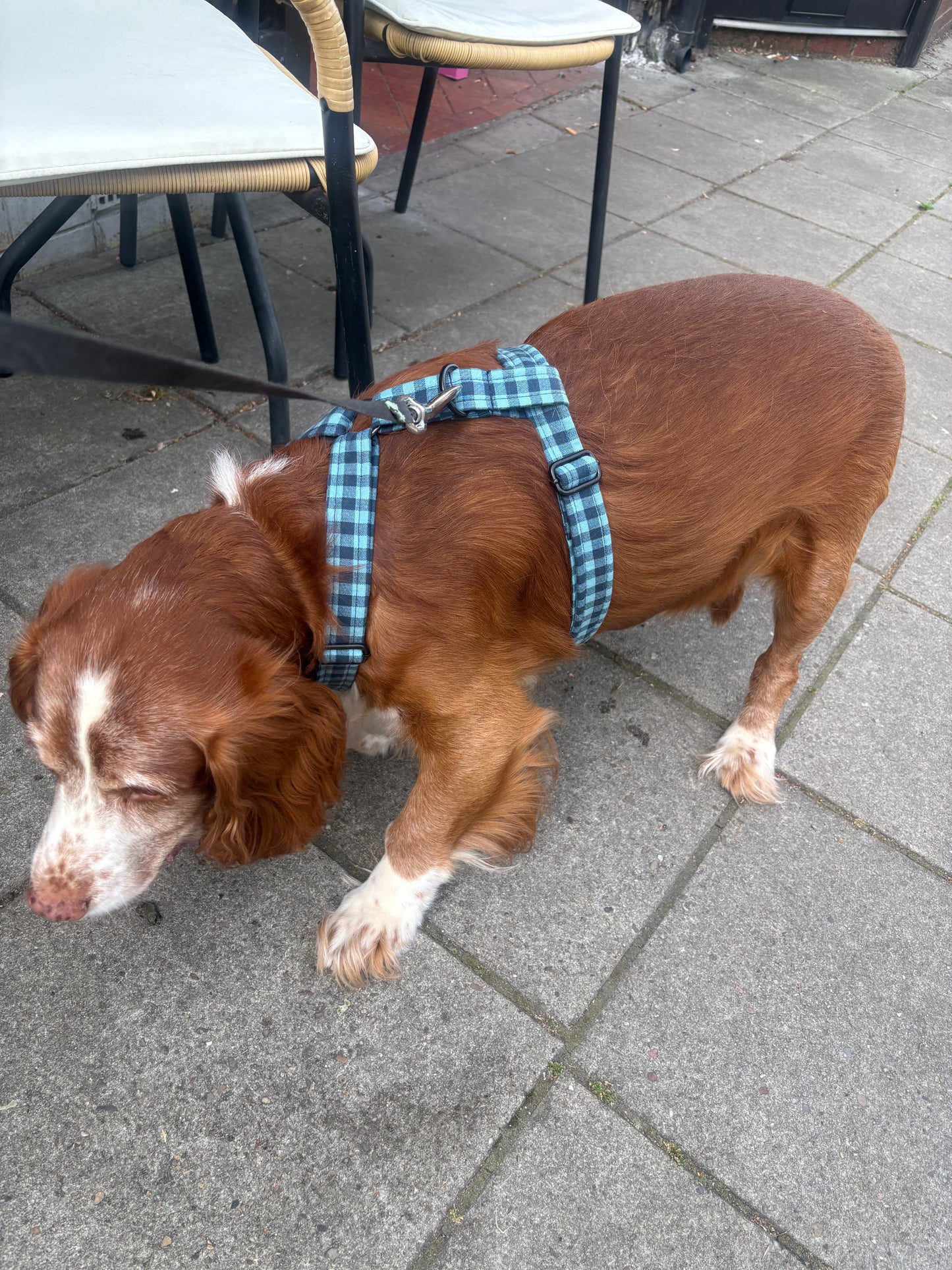 Navy & Teal Check Dog Harness – Handmade Adjustable Y‑Strap Harness