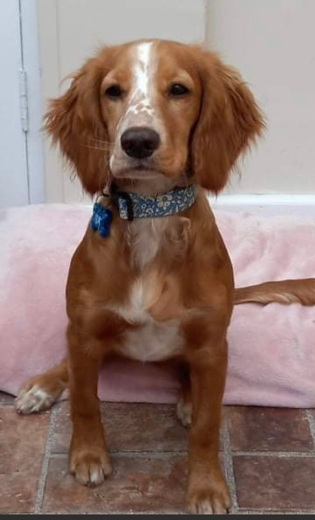 Liberty Blue Handmade Personalised Adjustable Dog Collar set, matching Lead, Bow Tie and Bandanas